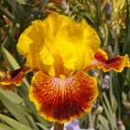 Flamenco Whirl - fragrant tall bearded Iris