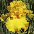 Fleur Delite - tall bearded Iris