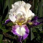 Flickering Firelight - tall bearded Iris