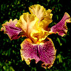 Flights of Fancy - fragrant tall bearded Iris
