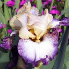 Floorshow - reblooming tall bearded Iris
