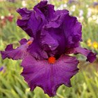 Florence Nightingale - tall bearded Iris