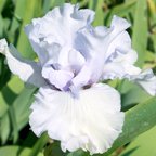 Flow Blue - fragrant tall bearded Iris