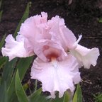 Flute Enchantee - tall bearded Iris