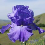 Follow The Fleet - fragrant tall bearded Iris