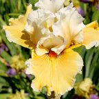 Fondation Van Gogh - tall bearded Iris