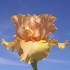 Forbidden Fruit - tall bearded Iris