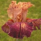 Foreign Accent - fragrant tall bearded Iris