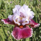 Foreign Knight - tall bearded Iris