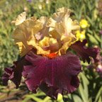 Foreign Legion - tall bearded Iris