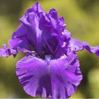 Foreign Statesman - fragrant tall bearded Iris