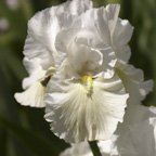 Forever Yours - fragrant reblooming tall bearded Iris