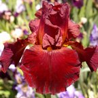 Forge Fire - tall bearded Iris