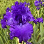 Formal Occasion - tall bearded Iris