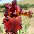 Fort Apache - tall bearded Iris