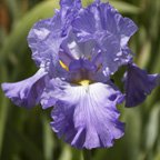 Fort Bragg - fragrant reblooming tall bearded Iris