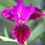 Forte - fragrant SDB Standard Dwarf Bearded