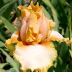 Fortunata - tall bearded Iris