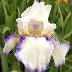 Fortune Teller - tall bearded Iris
