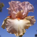 Foxy Lady - reblooming tall bearded Iris