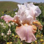 Frappe - fragrant reblooming tall bearded Iris