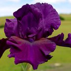 Free From Darkness - fragrant tall bearded Iris