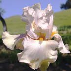 French Rose - fragrant tall bearded Iris