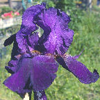 Fright Night - tall bearded Iris