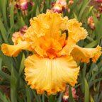 Fringe Benefits - reblooming tall bearded Iris