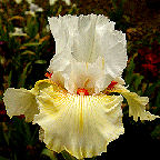 Frontier Lady - tall bearded Iris