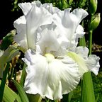 Frost Echo - fragrant reblooming tall bearded Iris