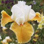 Frosted Pumpkin - tall bearded Iris