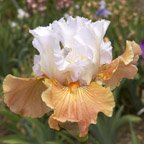 Frosted Rose - fragrant tall bearded Iris