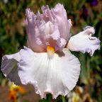 Frosting - fragrant tall bearded Iris