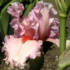 Funny Girl - tall bearded Iris