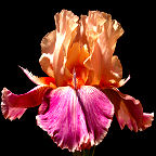 Fuzzy Wuzzy Rocket - tall bearded Iris