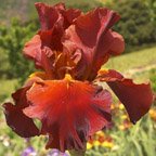 Gallant Moment - tall bearded Iris