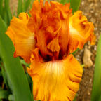 Game Plan - tall bearded Iris