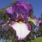 Garden Grace - reblooming tall bearded Iris