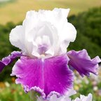 Gay Parasol - tall bearded Iris