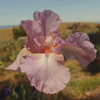 Geniality - tall bearded Iris