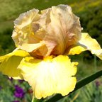 Gentle Fellow - tall bearded Iris