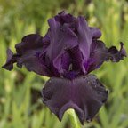 Ghost Train - tall bearded Iris