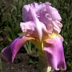 Giant Rose - tall bearded Iris