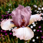 Gift of Dreams - tall bearded Iris