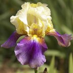 Gina The Gypsy - fragrant tall bearded Iris