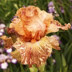 Giraffe Kneehiz - tall bearded Iris