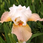 Girl Next Door - fragrant tall bearded Iris