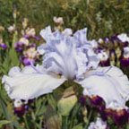 Glacier Point - tall bearded Iris