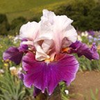 Glad Heart - tall bearded Iris